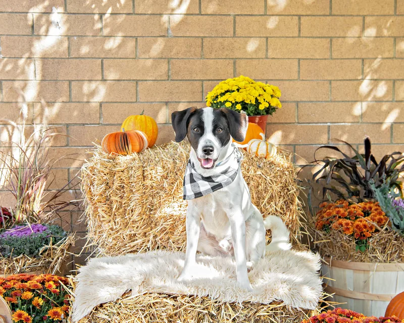 color photo of a fall display with hay bales, mums, pumpkins and a black and white dog