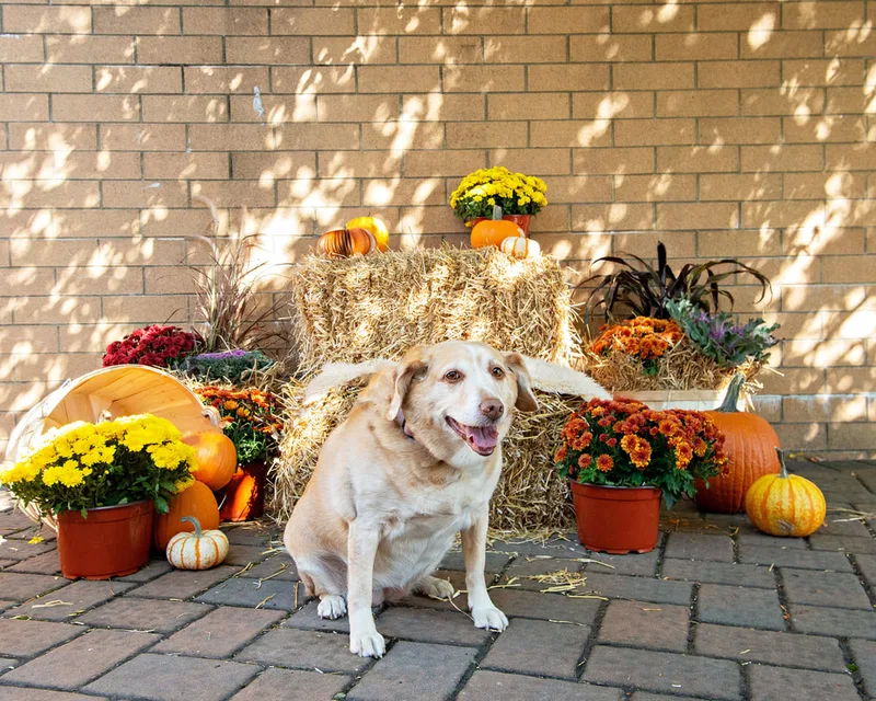 color photo of a fall display with hay bales, mums, pumpkins and a brown dog