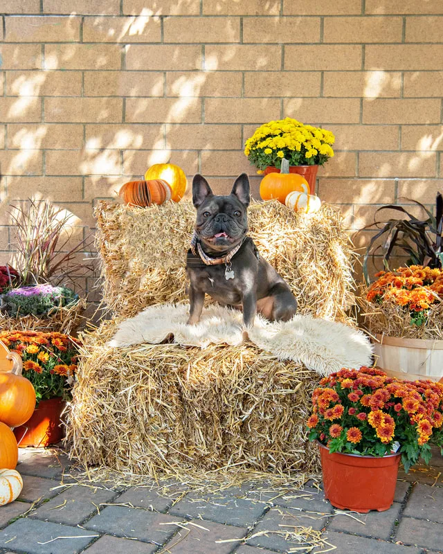 color photo of a fall display with hay bales, mums, pumpkins and a french bulldog