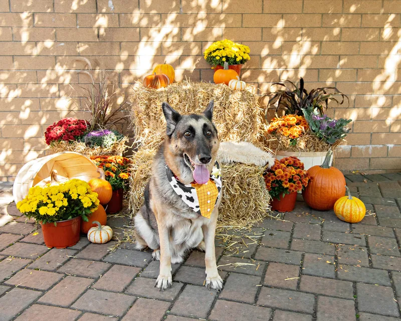 color photo of a fall display with hay bales, mums, pumpkins and a German Shepherd dog