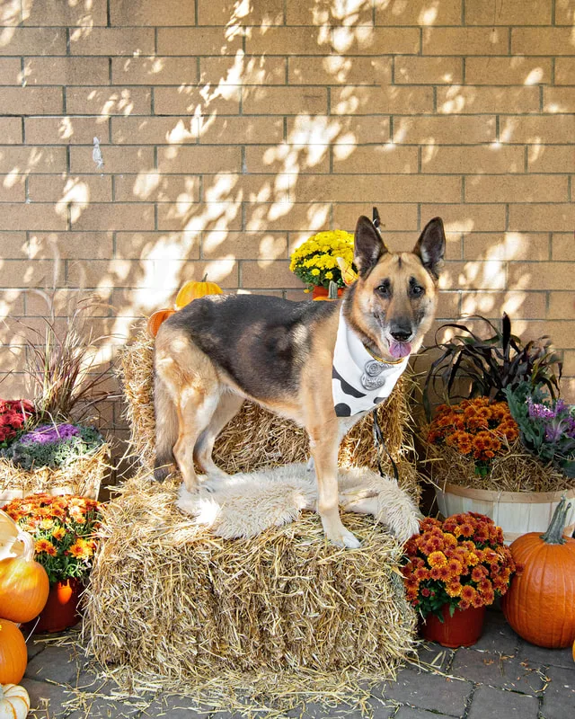 color photo of a fall display with hay bales, mums, pumpkins and a German Shepherd dog