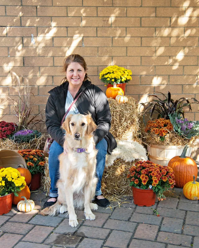 color photo of a fall display with hay bales, mums, pumpkins and a woman with her golden retriever dog