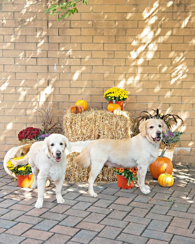 color photo of a fall display with hay bales, mums, pumpkins and two golden retriever dogs