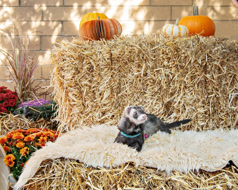 color photo of a fall display with hay bales, mums, pumpkins and a ferret