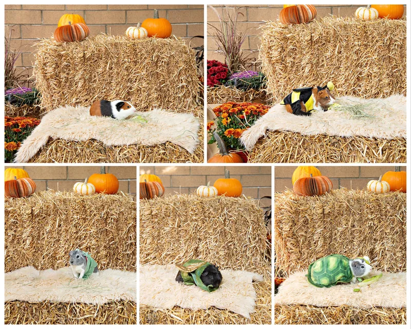 color collage photos of a fall display with hay bales, mums, pumpkins and 5 different guinea pigs
