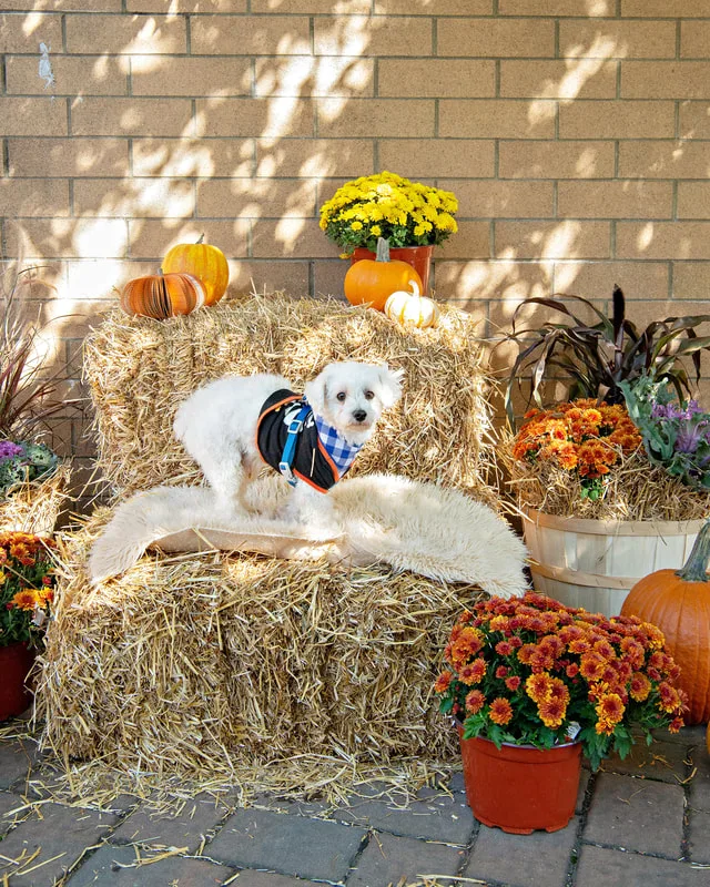 color photo of a fall display with hay bales, mums, pumpkins and a small white dog
