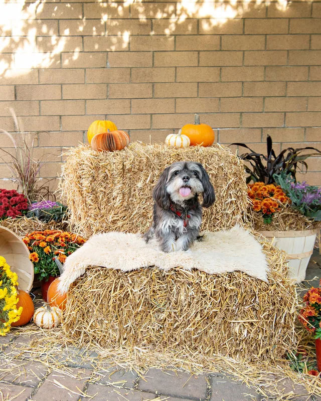 color photo of a fall display with hay bales, mums, pumpkins and a small grey and white dog