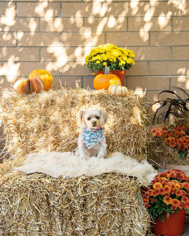 color photo of a fall display with hay bales, mums, pumpkins and a small brown dog