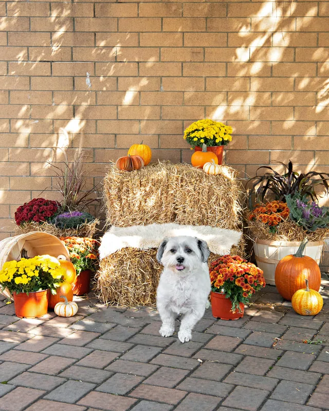 color photo of a fall display with hay bales, mums, pumpkins and a grey and white dog