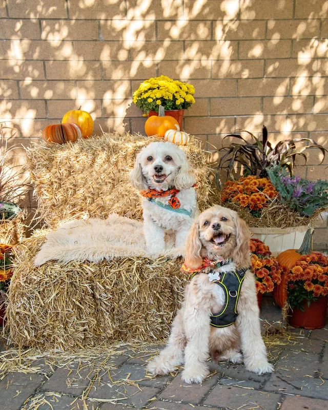 color photo of a fall display with hay bales, mums, pumpkins and two spaniel dogs