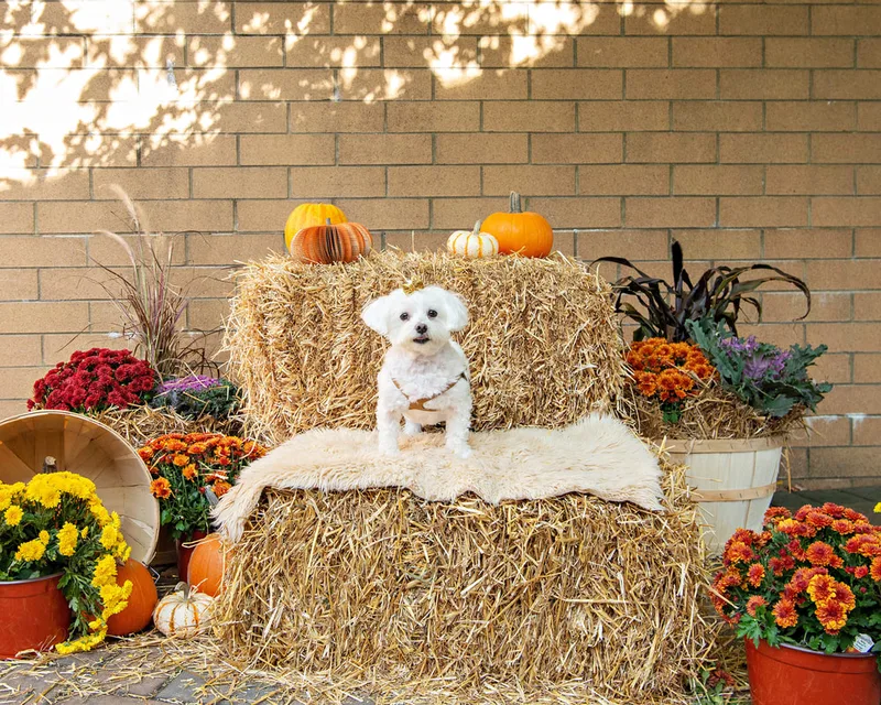 color photo of a fall display with hay bales, mums, pumpkins and a small white dog