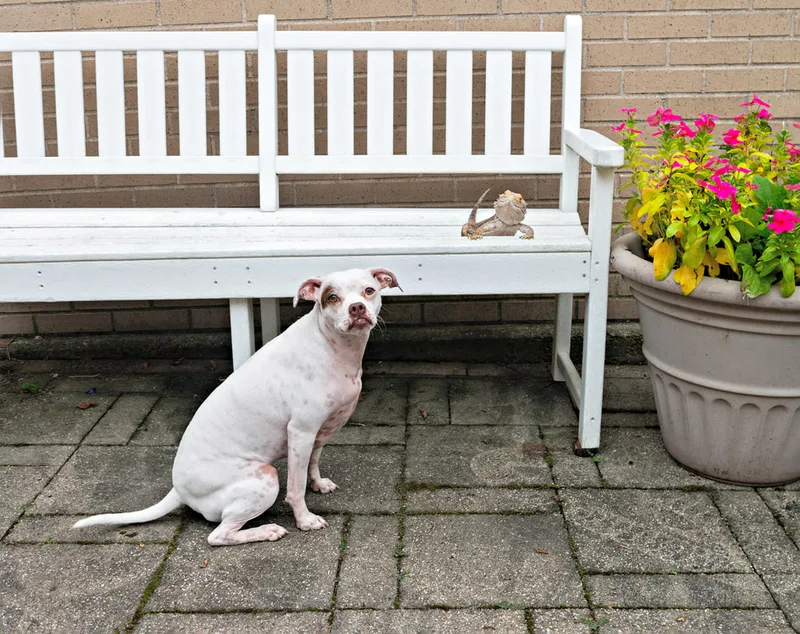 color photo of a dog and a bearded dragon on a white bench next to flowers. The photo was taken at West Islip Public Library by Long Island Pet Photographer Laura Pea Photography. 
