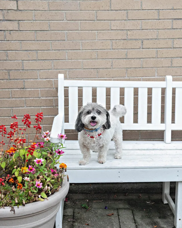color photo of a terrier dog on a white bench next to flowers. The photo was taken at West Islip Public Library by Long Island Pet Photographer Laura Pea Photography. 