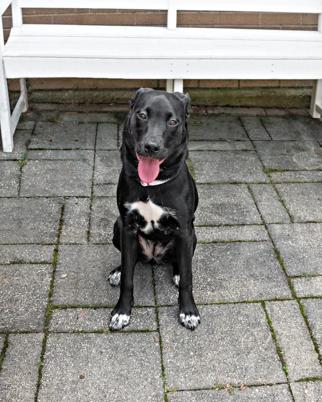 color photo of a dog sitting in front of a white bench. The photo was taken at West Islip Public Library by Long Island Pet Photographer Laura Pea Photography. 