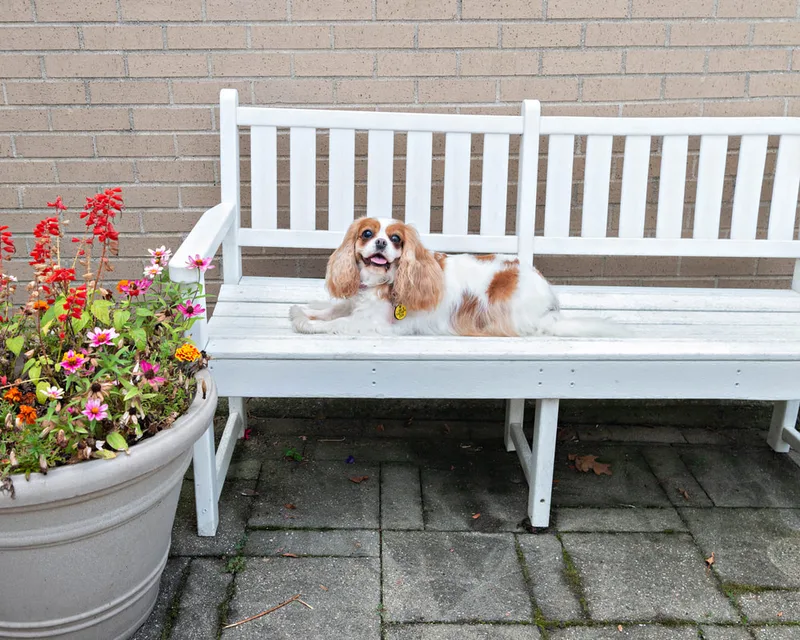 color photo of a Cavalier King Charles Spaniel dog on a white bench next to flowers. The photo was taken at West Islip Public Library by Long Island Pet Photographer Laura Pea Photography. 