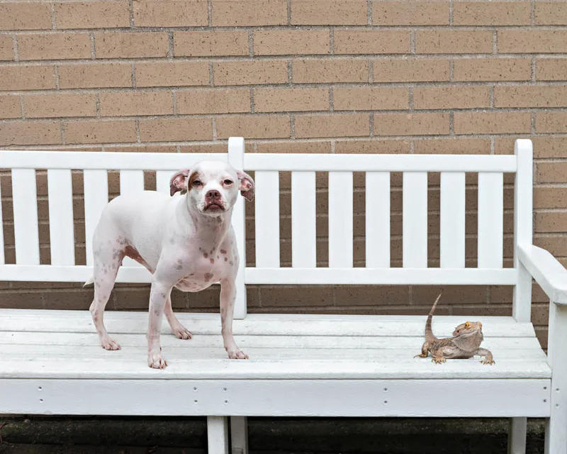 color photo of a dog and a bearded dragon on a white bench next to flowers. The photo was taken at West Islip Public Library by Long Island Pet Photographer Laura Pea Photography. 