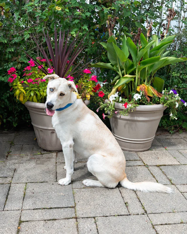 color photo of a dog sitting on the ground in front of flowers. The photo was taken at West Islip Public Library by Long Island Pet Photographer Laura Pea Photography. 