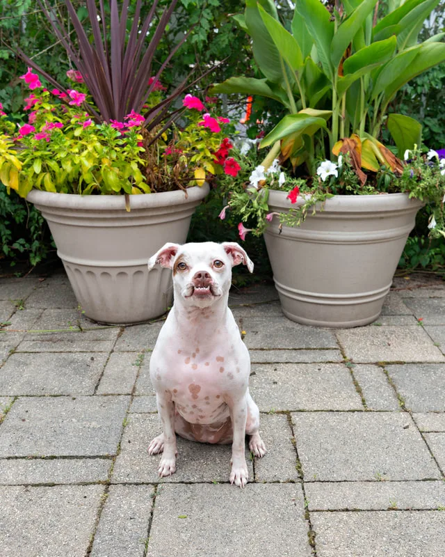 color photo of a mixed breed dog with an underbite in front of flowers. The photo was taken at West Islip Public Library by Long Island Pet Photographer Laura Pea Photography. 