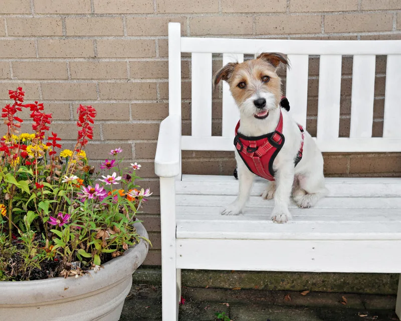 color photo of a terrier dog on a white bench next to flowers. The photo was taken at West Islip Public Library by Long Island Pet Photographer Laura Pea Photography. 