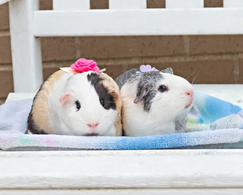 color photo of two guinea pigs on a white bench. The photo was taken at West Islip Public Library by Long Island Pet Photographer Laura Pea Photography. 