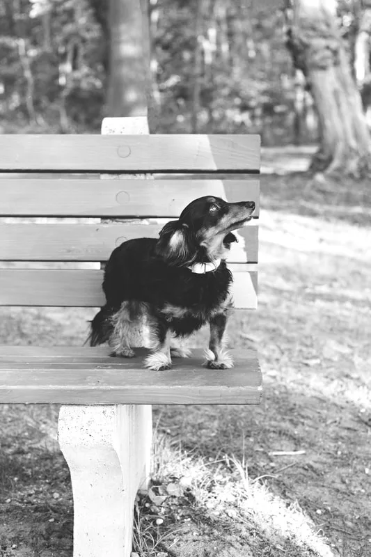 a black and white photo of a long haired black and tan dachshund dog