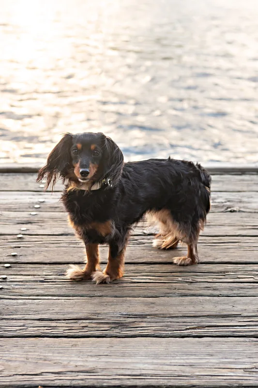 photo of a long haired black and tan dachshund dog