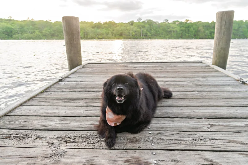 photo of a fluffy long haired black labrador chow chow mix dog