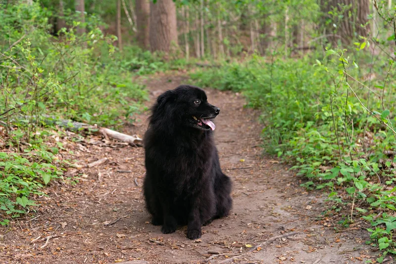 photo of a fluffy long haired black labrador chow chow mix dog