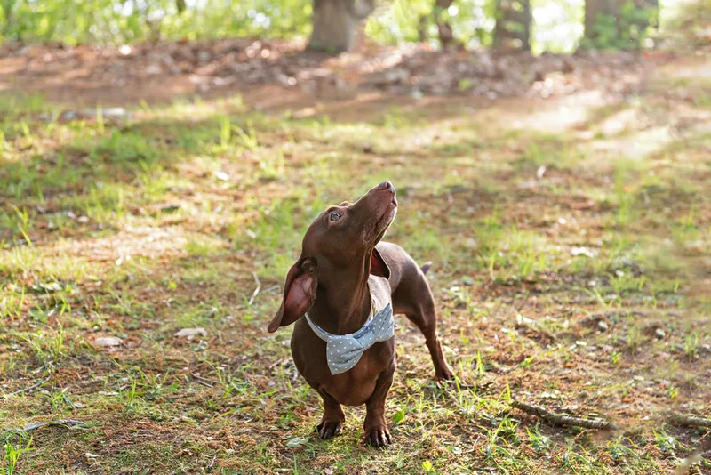 photo of a short haired brown and tan dachshund dog