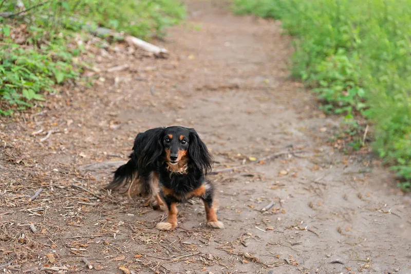 photo of a long haired black and tan dachshund dog