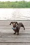 carousel chooser