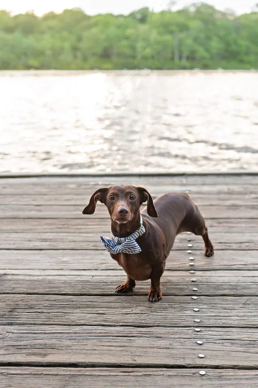 photo of a short haired brown and tan dachshund dog