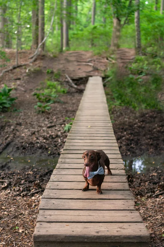 photo of a short haired brown and tan dachshund dog on a bridge