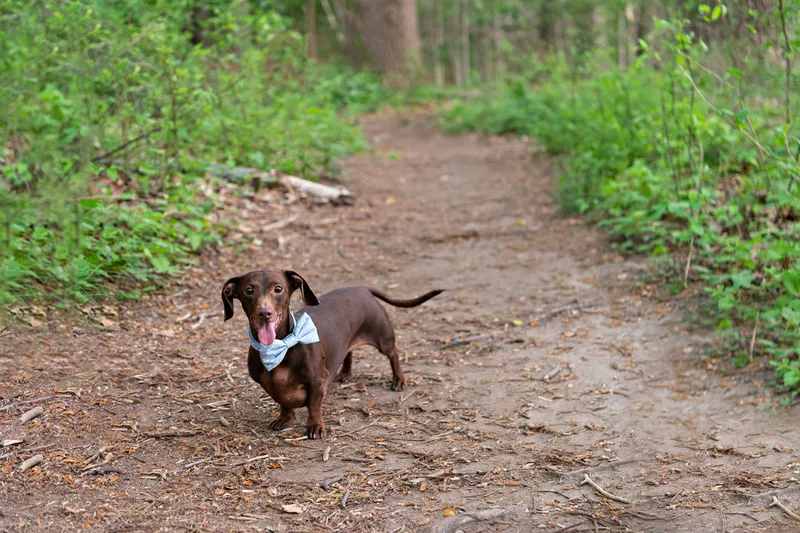photo of a short haired brown and tan dachshund dog