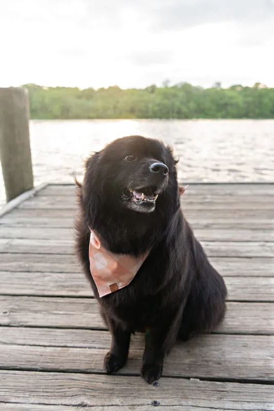 photo of a fluffy long haired black labrador chow chow mix dog on a dock