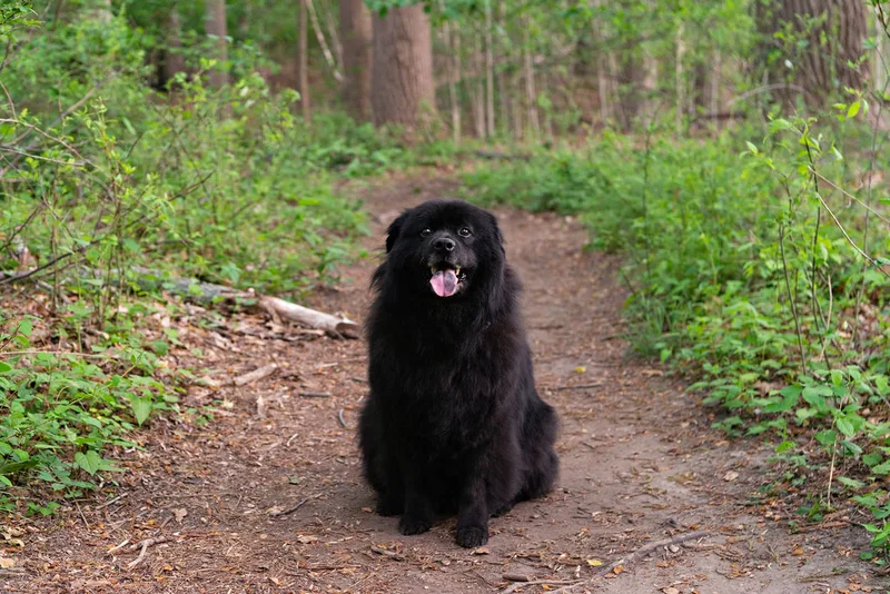 photo of a fluffy long haired black labrador chow chow mix dog
