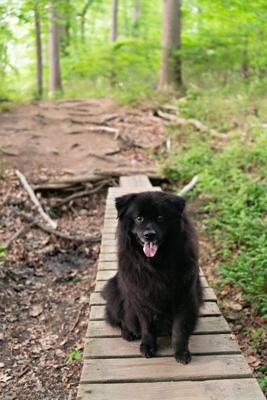 photo of a fluffy long haired black labrador chow chow mix dog on a bridge