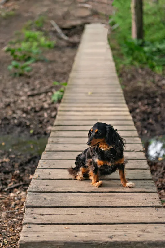 photo of a long haired black and tan dachshund dog on a bridge