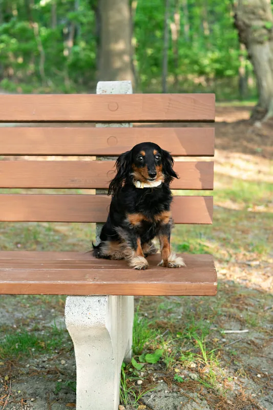 photo of a long haired black and tan dachshund dog