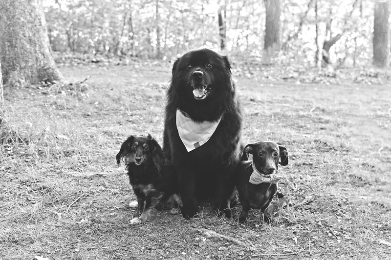 a black and white photo of a long haired black and tan dachshund dog and a short haired brown and tan dachshund dog and a large black labrador chow chow mix dog 