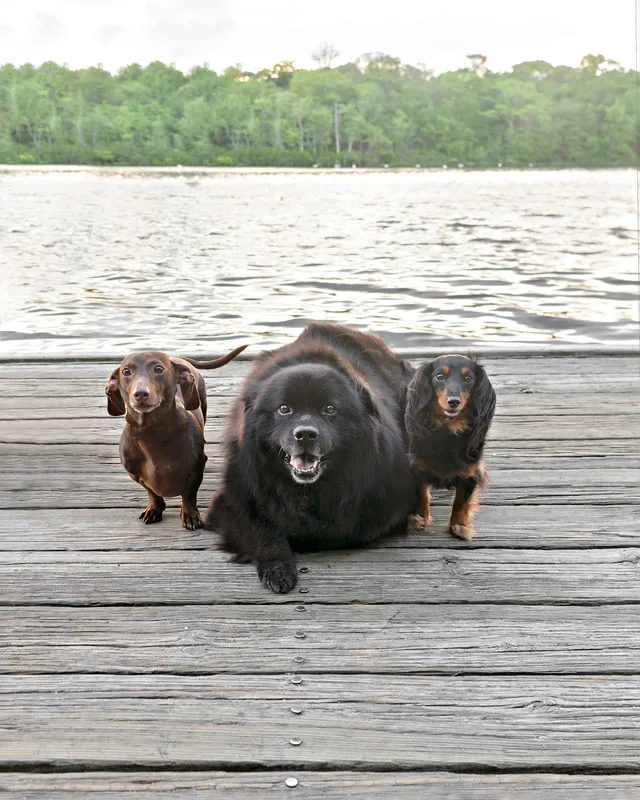 photo of a long haired black and tan dachshund dog and a short haired brown and tan dachshund dog and a large black labrador chow chow mix dog sitting on a dock 