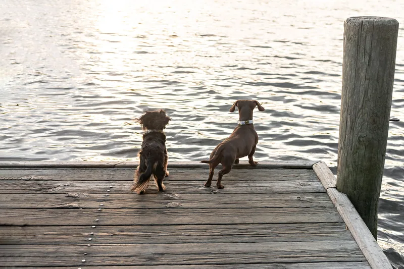 photo of a long haired black and tan dachshund dog and a short haired brown and tan dachshund dog looking out over a pond of water
