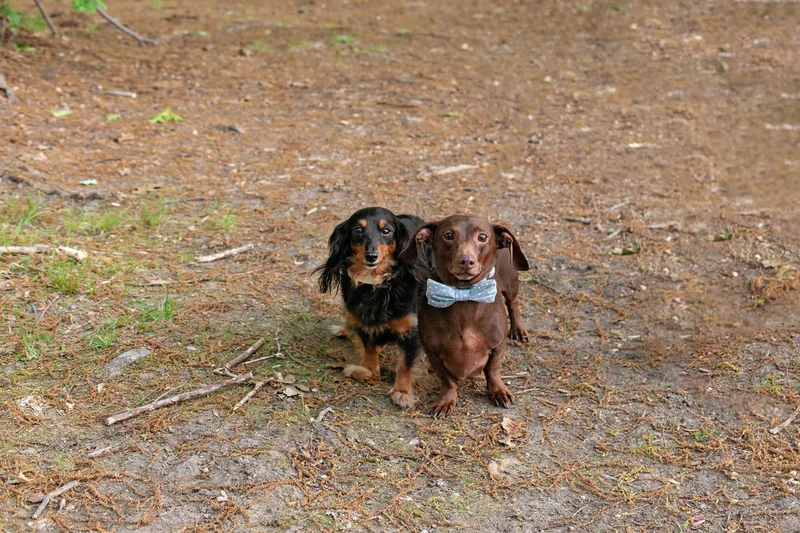 photo of a long haired black and tan dachshund dog and a short haired brown and tan dachshund dog 