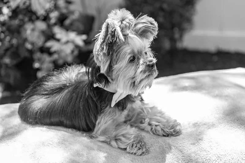 Black and white photo of a Yorkshire terrier wearing a bow tie on a blanketed pedestal. The photo was taken by Laura Pea Photography, a Long Island pet photographer. 