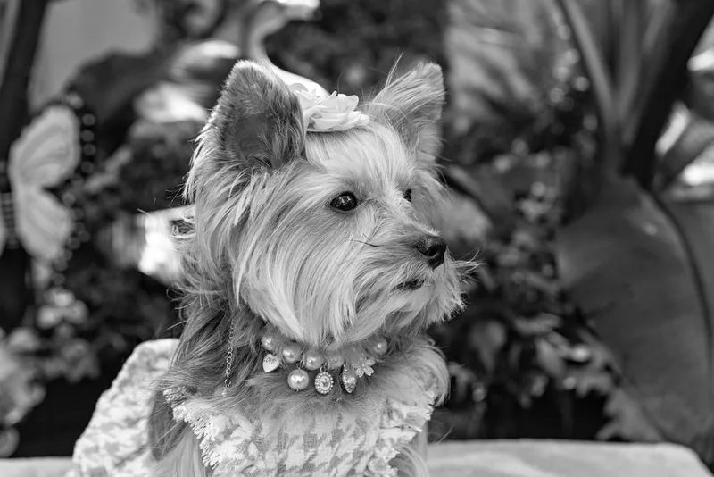 Black and white photo of a Yorkshire terrier wearing a houndstooth outfit on a blanketed pedestal. The photo was taken by Laura Pea Photography, a Long Island pet photographer. 