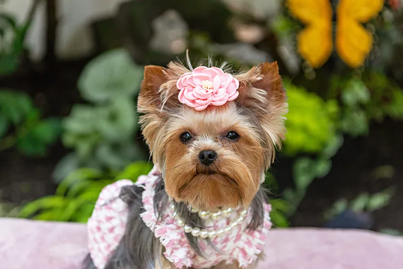 Color photo of a Yorkshire terrier wearing a pink houndstooth outfit on a pink blanketed pedestal. The photo was taken by Laura Pea Photography, a Long Island pet photographer. 