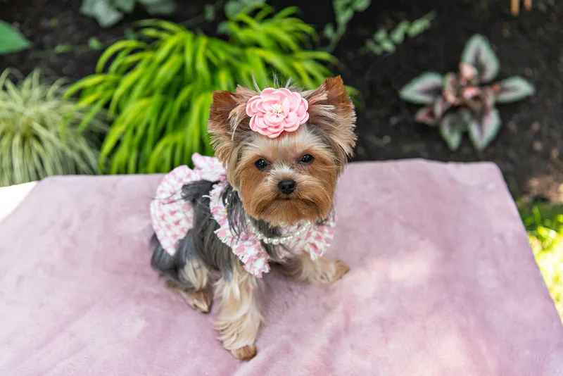 Color photo of a Yorkshire terrier wearing a pink houndstooth outfit on a pink blanketed pedestal. The photo was taken by Laura Pea Photography, a Long Island pet photographer. 