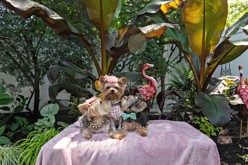 Color photo of three Yorkshire terrier wearing  pink houndstooth outfits on a pink blanketed pedestal. The photo was taken by Laura Pea Photography, a Long Island pet photographer. 