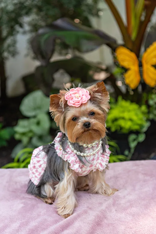 Color photo of a Yorkshire terrier wearing a pink houndstooth outfit on a pink blanketed pedestal. The photo was taken by Laura Pea Photography, a Long Island pet photographer. 