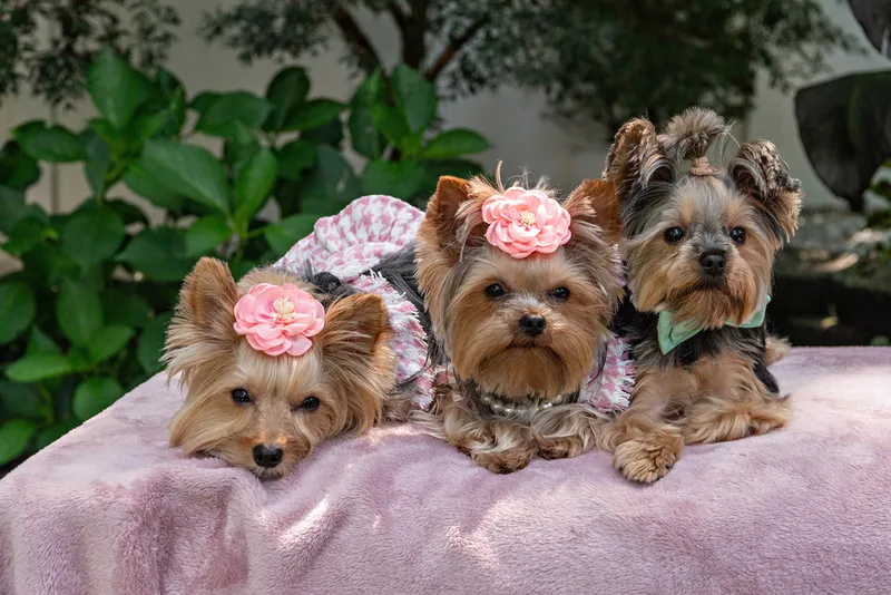 Color photo of three Yorkshire terrier wearing  pink houndstooth outfits on a pink blanketed pedestal. The photo was taken by Laura Pea Photography, a Long Island pet photographer. 